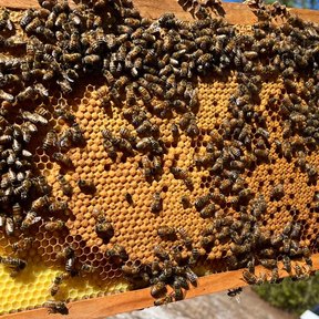 A frame of our bees
