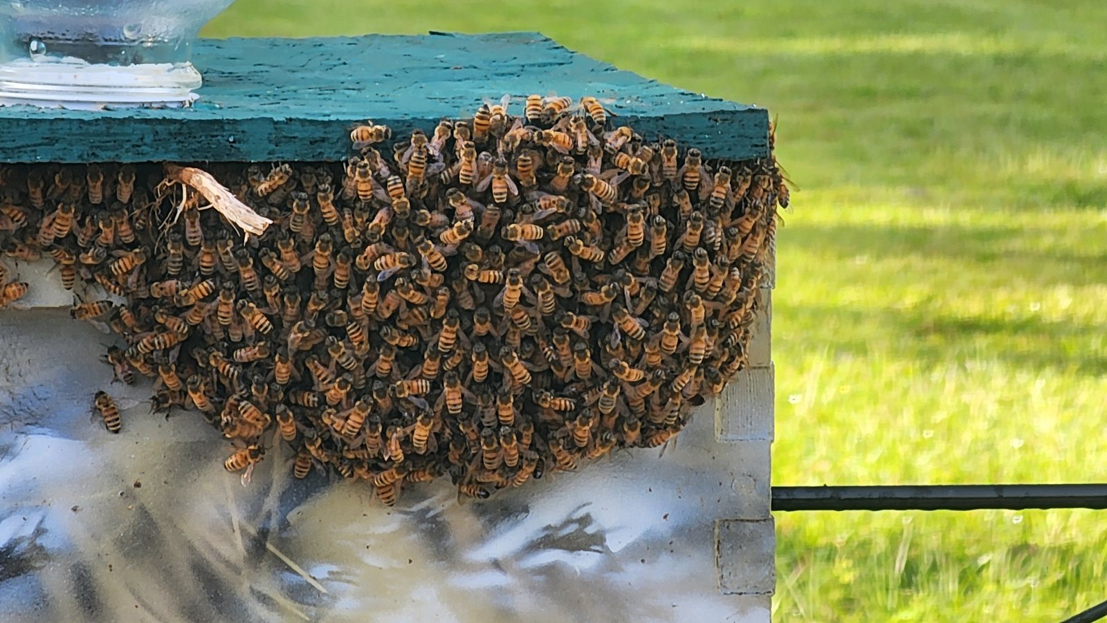 Our hives