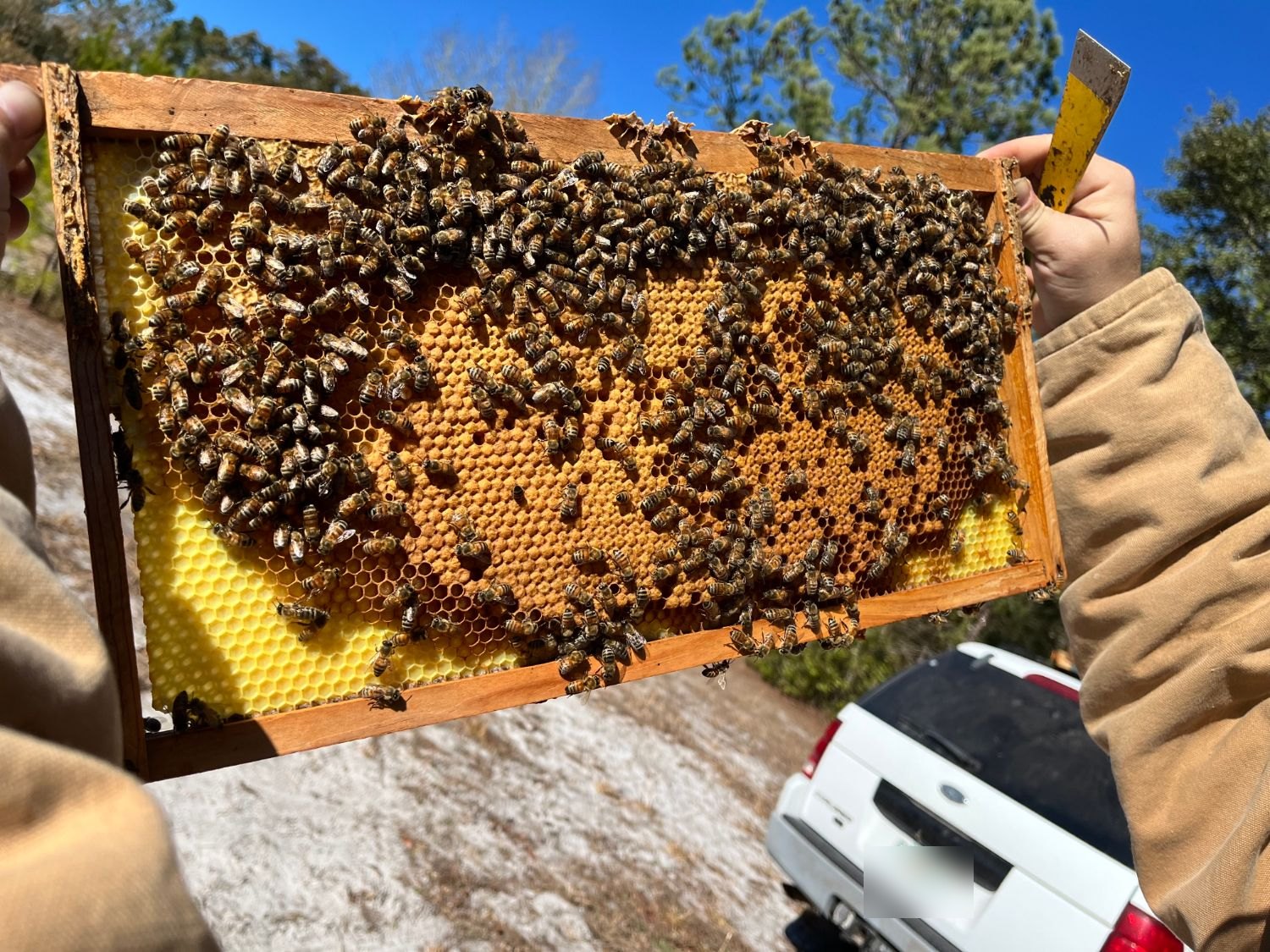 Our hives