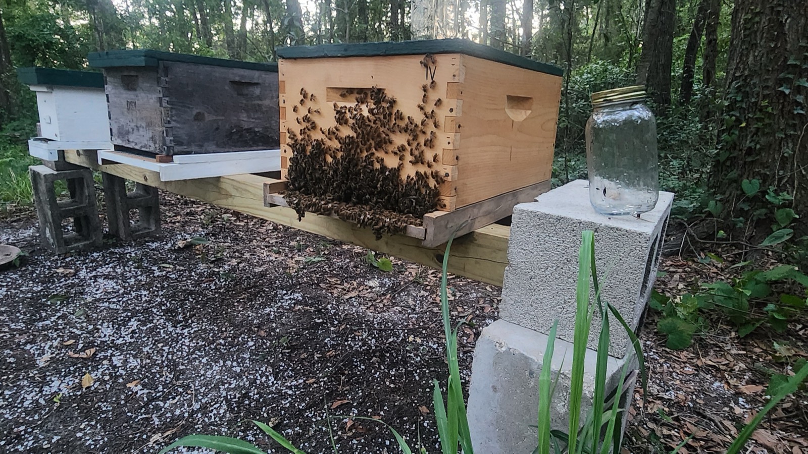 Our hives