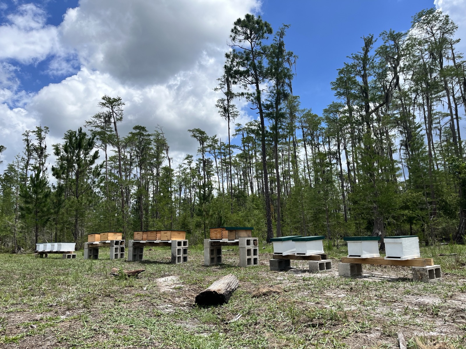 Our hives