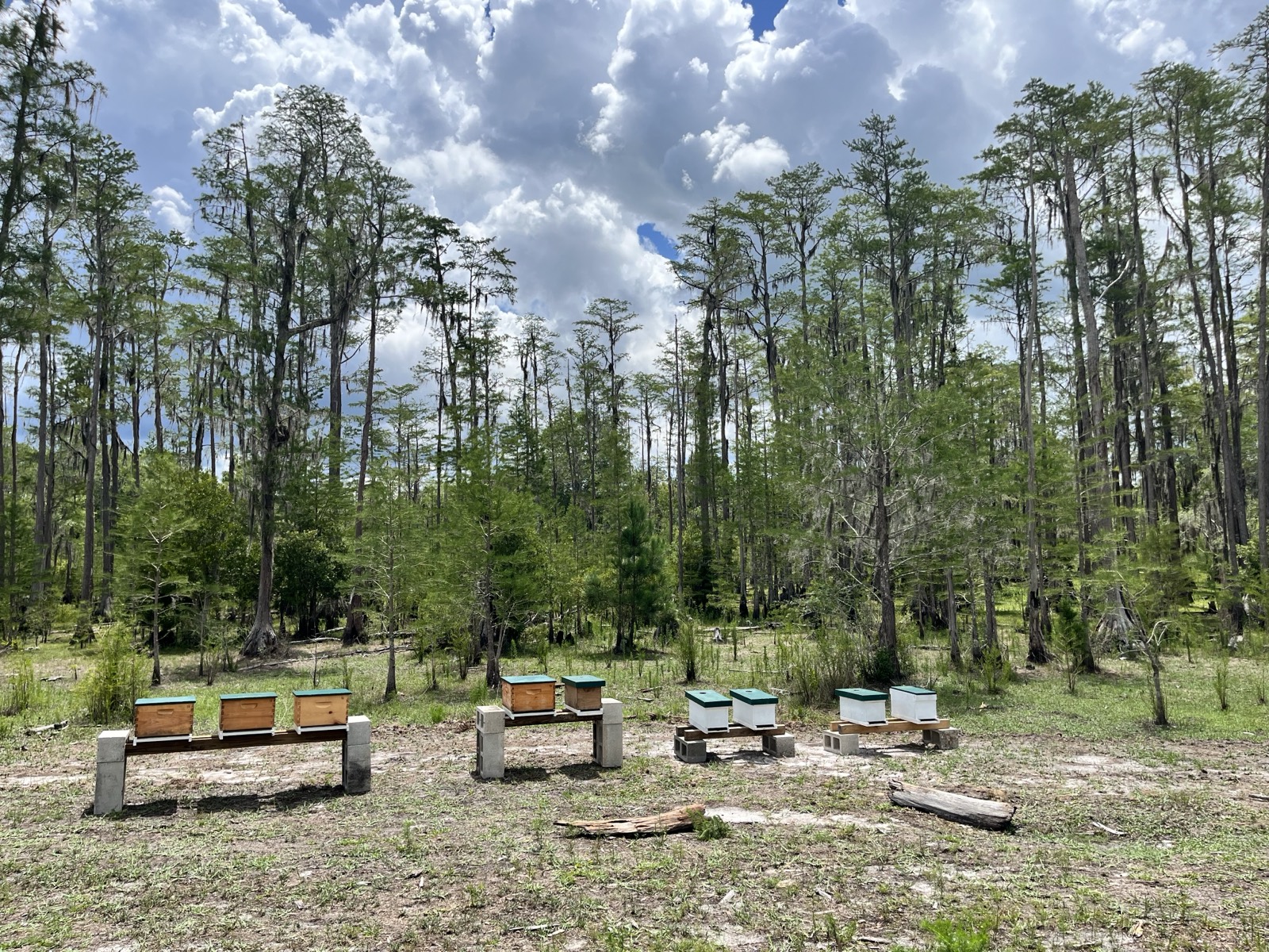 Our hives