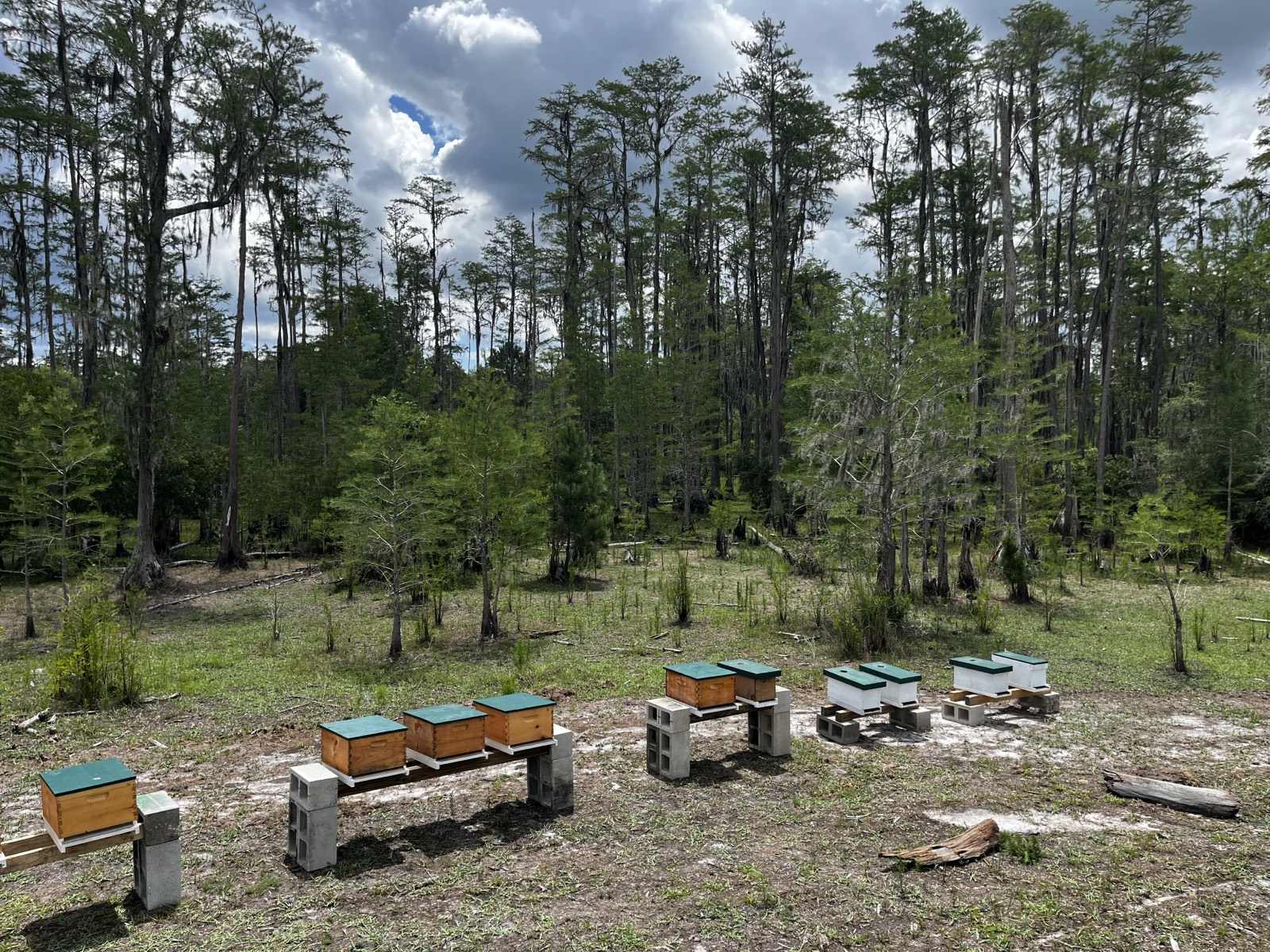 Our hives