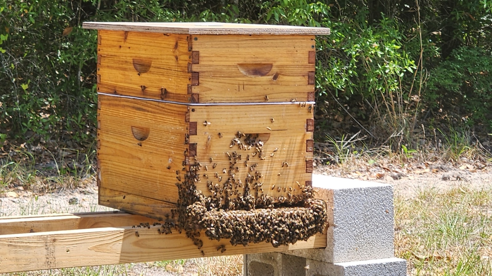 Our hives