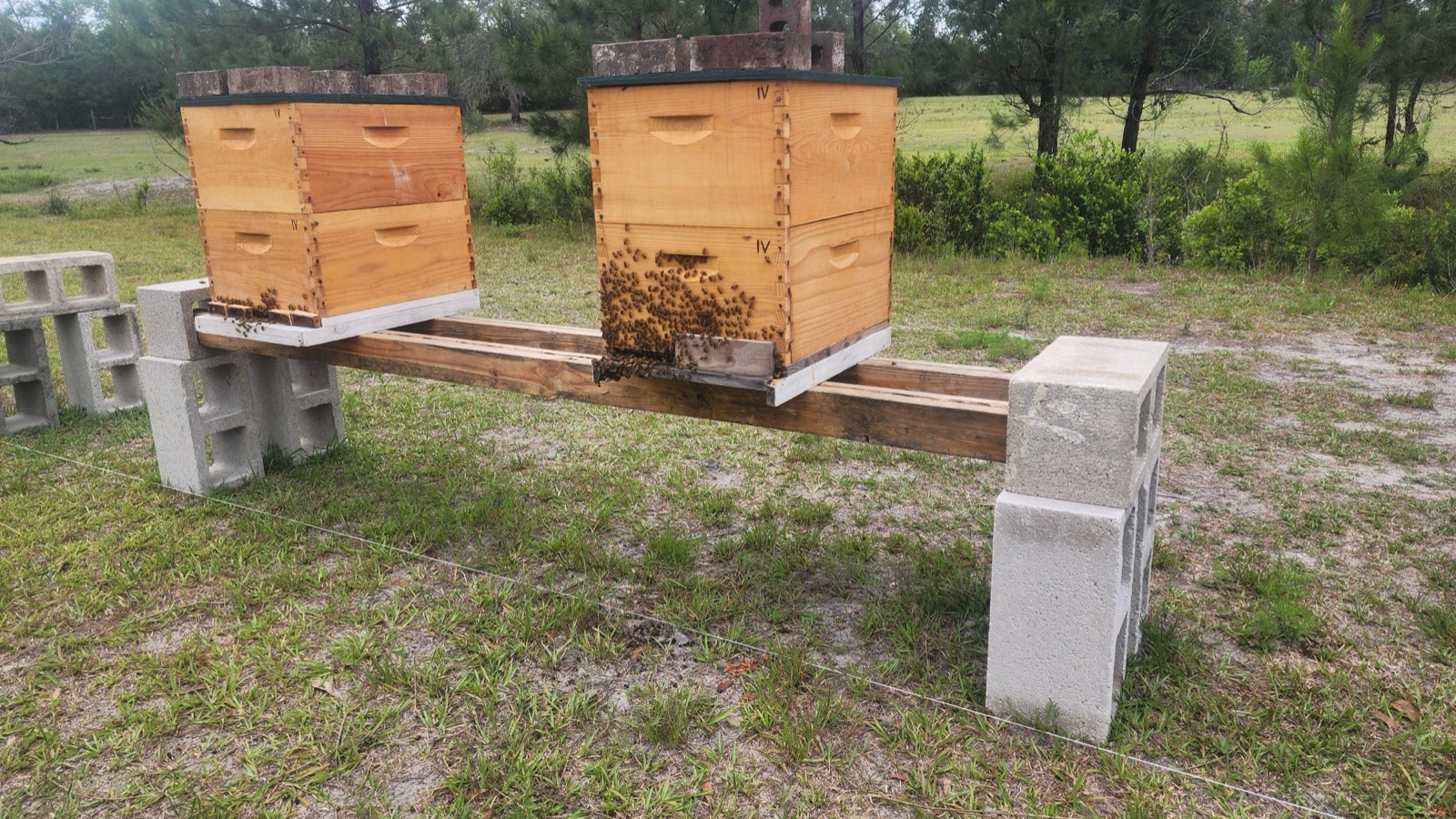 Our hives