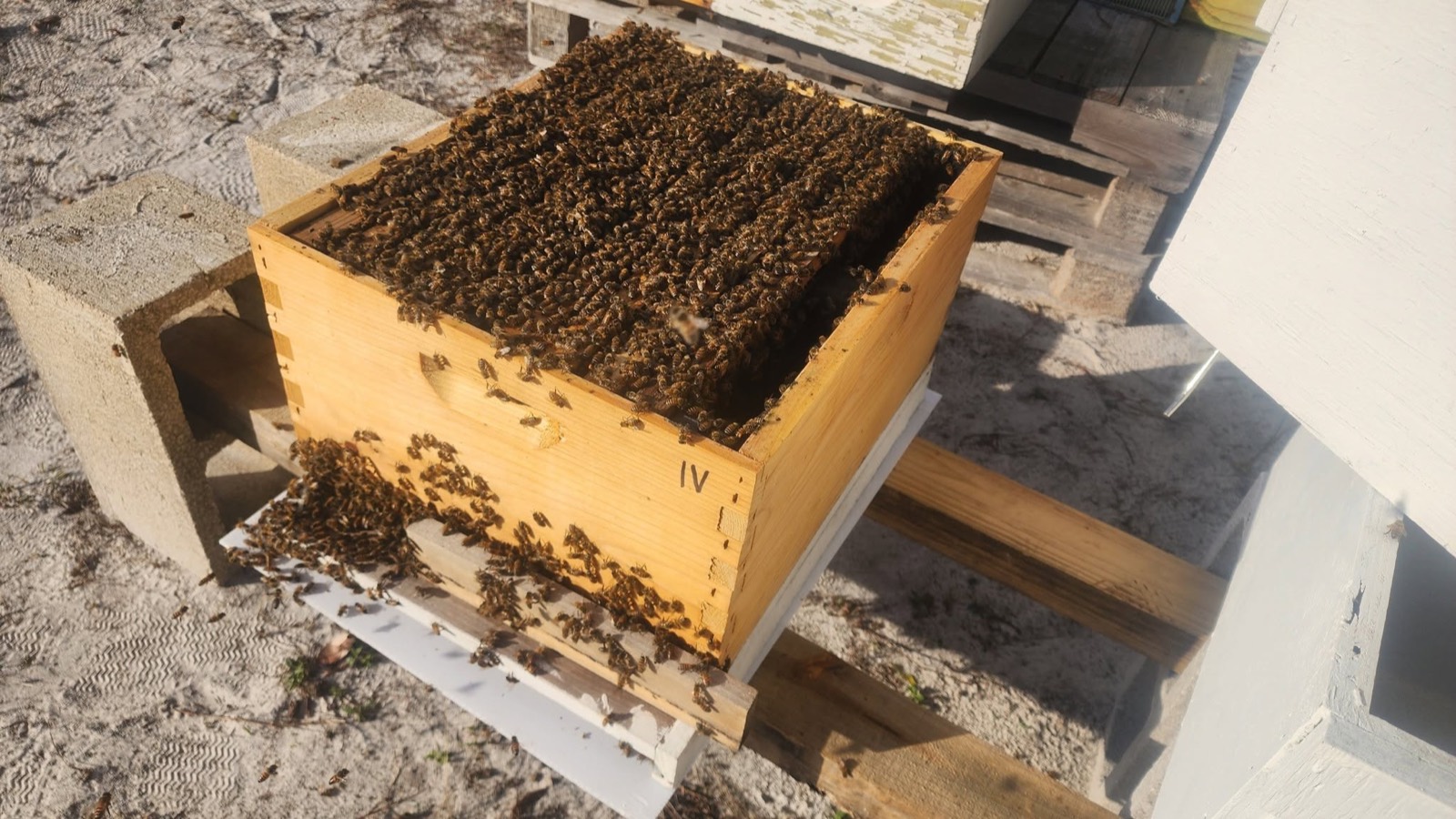 Our hives