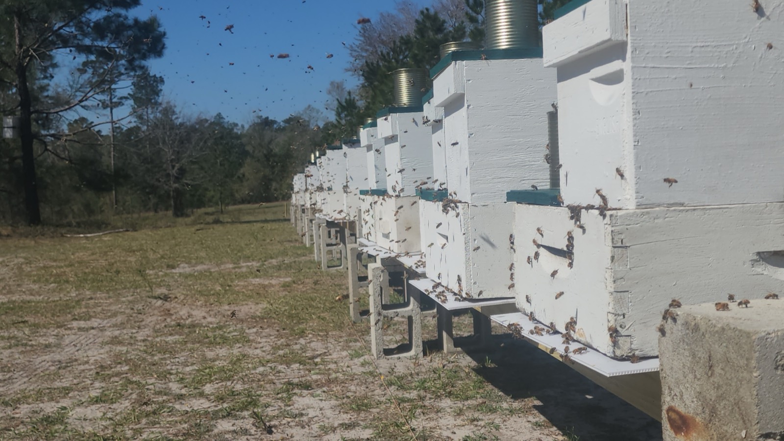 Our hives