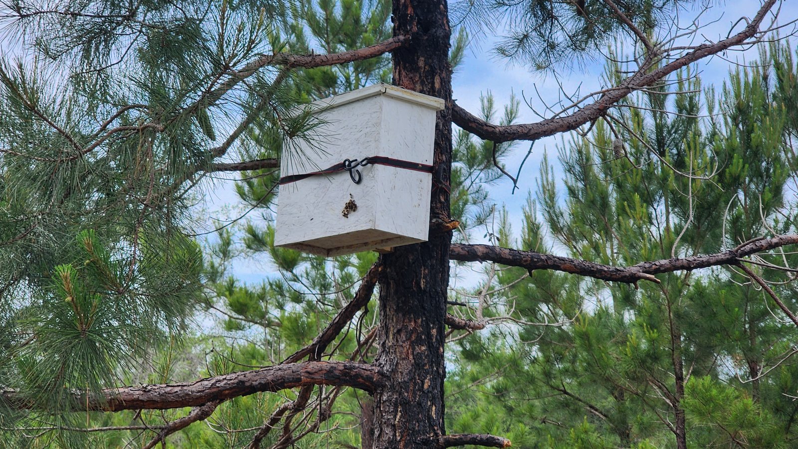 Our hives