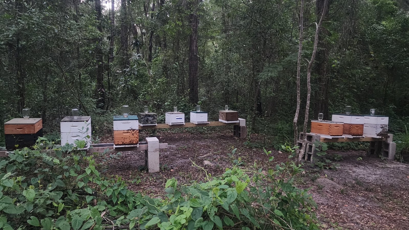 Our hives