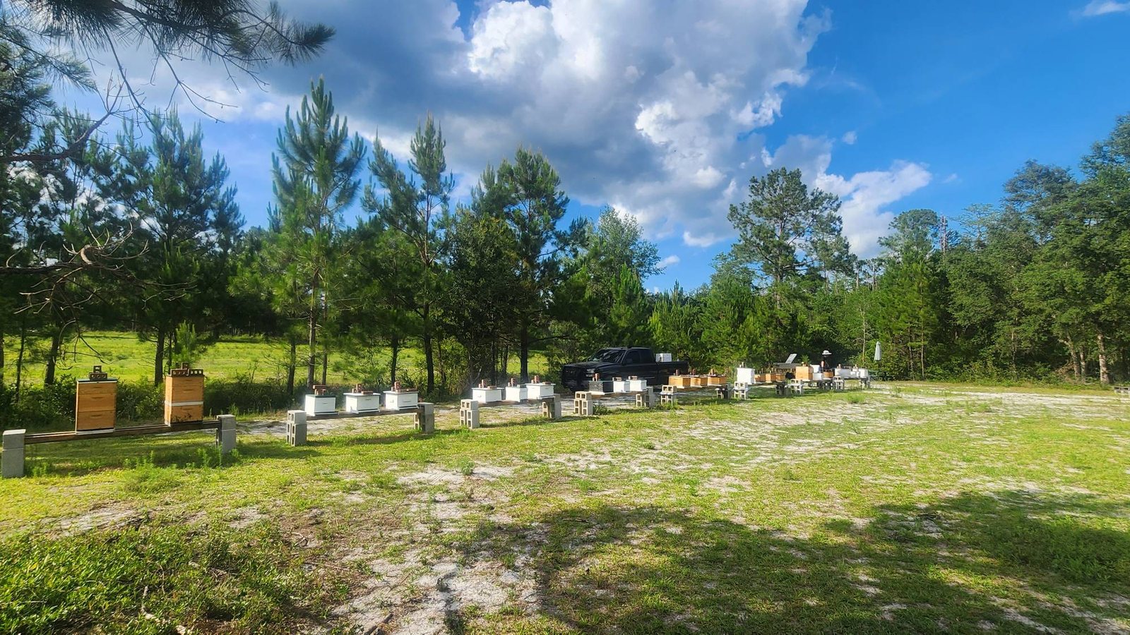 Our hives