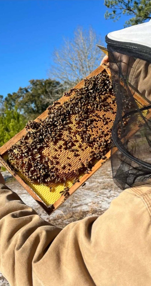 5-Frame Nuc Colony (Byob)