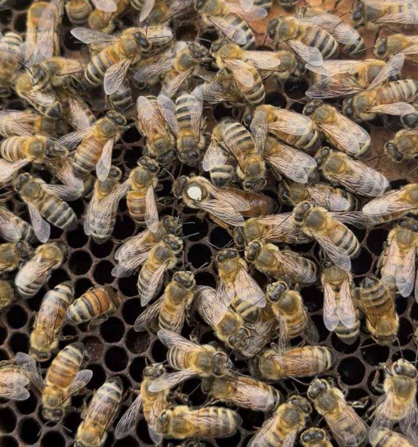 Mated Queen Bee